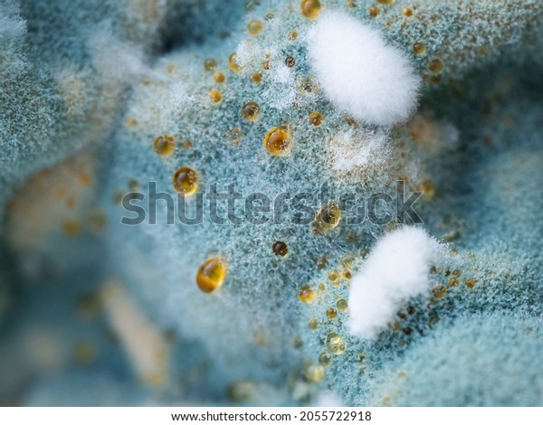 Mold close-up macro. Moldy fungus on food.\
Fluffy spores mold as a background or texture. Mold fungus.\
Abstract background.