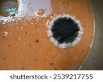 Mold cluster on the soup surface. Mouldy food in a metal pot. Mold growing on a plate of soup.