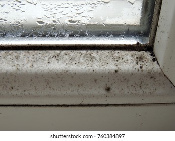 Imagenes Fotos De Stock Y Vectores Sobre Mold Fungus On The