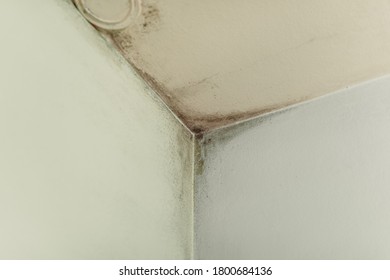 Mold From Condensation On The Walls Corner In The Room Stock Photo