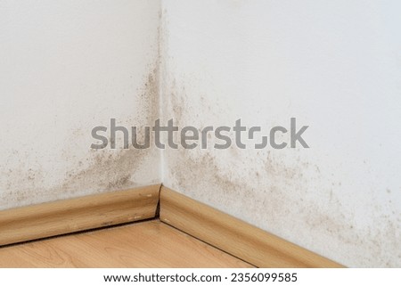 Mold in the corner of a room wall above the laminate flooring, black and green fungus on white wall