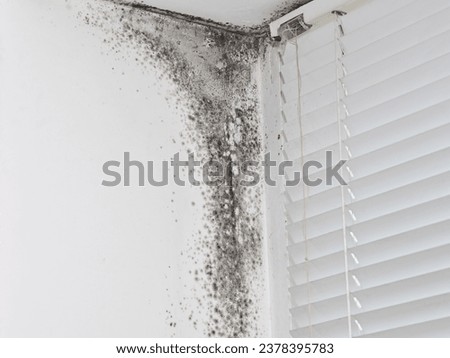 mold in the corner of the window with blinds