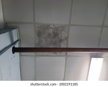 Mold Covering A Single Ceiling Tile Indoors.