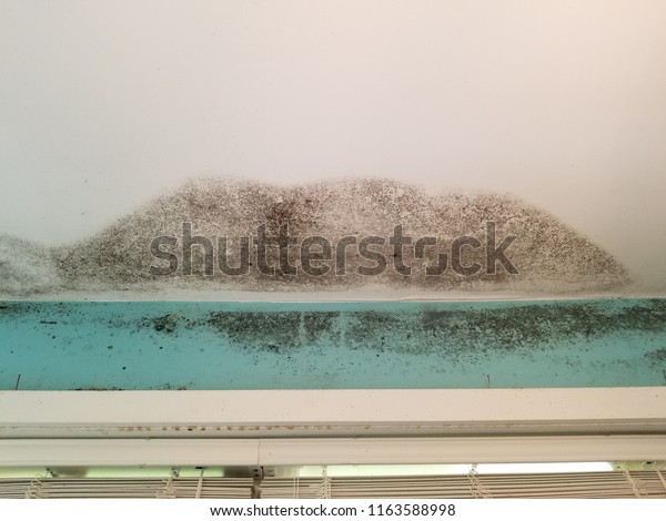 Mold Damage On Ceiling Roof Leak Stock Photo Edit Now