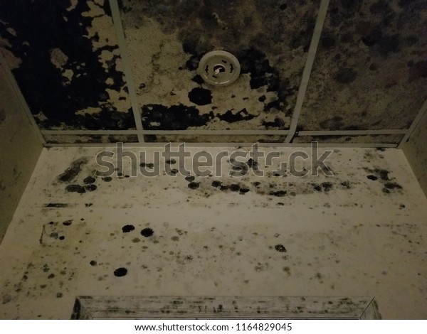 Mold Damage On Wall Ceiling Tiles Stock Photo Edit Now 1164829045