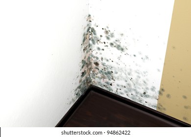 Mold In A Edge Of A Room Of A House