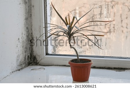 mold forms on a wet window due to high humidity. indoor plants on the windowsill. increased moisture on the window