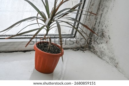 mold forms on a wet window due to high humidity. indoor plants on the windowsill. mold on the window in apartment