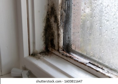 Mold fungus and moist in left corner of window frame and on glass 