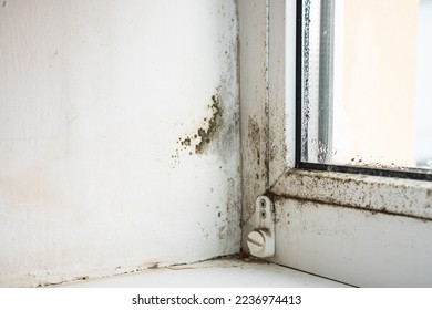 Mold and fungus on the wall and white window. - Shutterstock ID 2236974413