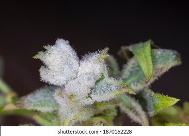 46,226 Plant mold Images, Stock Photos & Vectors | Shutterstock