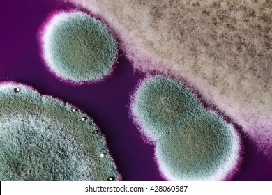 Mold growing on a petri plate.