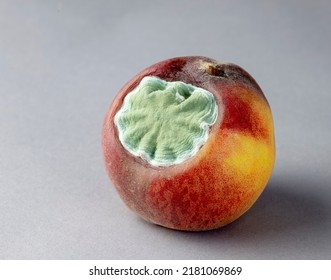 1,728 Peach disease Images, Stock Photos & Vectors | Shutterstock