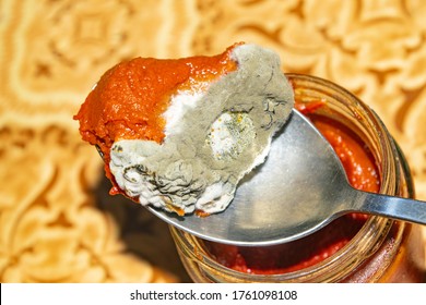 Mold Growing On Tomato Paste 260nw 1761098108 