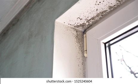 Mold growth. Mould spores thrive on moisture. Mold spores can quickly grow into colonies when exposed to water - Shutterstock ID 1525240604