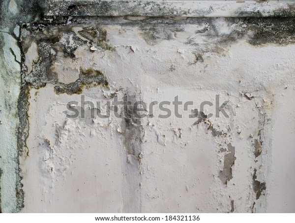 Mold Growth Water Stains On Ceiling Stock Photo Edit Now