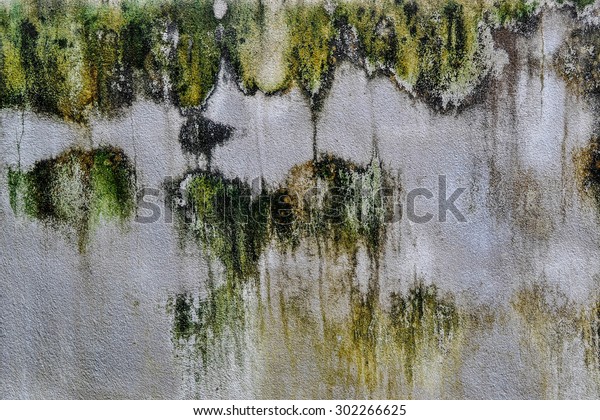 Mold Growth Water Stains On Ceiling Royalty Free Stock Image