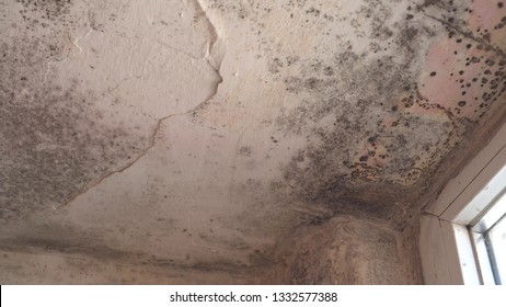 Imagenes Fotos De Stock Y Vectores Sobre Mold Fungus On The