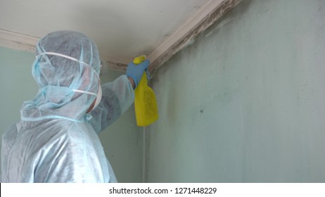 Mold Inspection And Removal Services