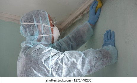 Mold Inspection And Removal Services