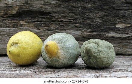 mold lemons