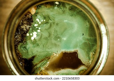 Mold. Microbe Colony. Colonies Grown On Nutrient Medium
Texture Of Mold And Fungi, Microbiology. Microbe Colony. Colonies Grown. Macro Abstract Background