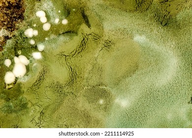 Mold. microbe colony. colonies grown on nutrient medium
texture of mold and fungi, microbiology. microbe colony. colonies grown. macro abstract background - Shutterstock ID 2211114925