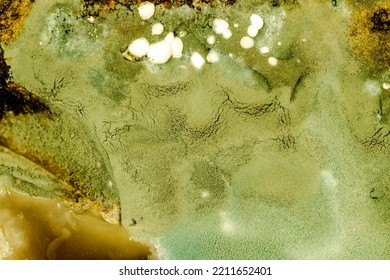 Mold. Microbe Colony. Colonies Grown On Nutrient Medium
Texture Of Mold And Fungi, Microbiology. Microbe Colony. Colonies Grown. Macro Abstract Background