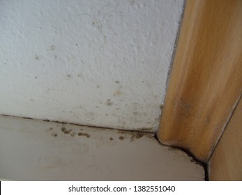 Mildew Stains Images Stock Photos Vectors Shutterstock