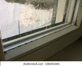 Imagenes Fotos De Stock Y Vectores Sobre Mold Fungus On The