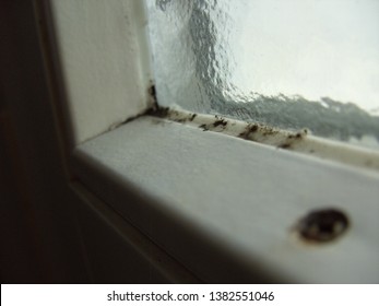 Imagenes Fotos De Stock Y Vectores Sobre Mold Fungus On The