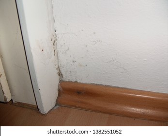 Imagenes Fotos De Stock Y Vectores Sobre Mold Fungus On The