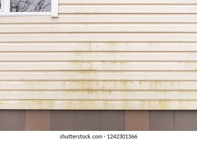 Mold And Mildew On Siding. Dirty Wall Of House