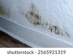 Mold or mildew on a white wall in Germany