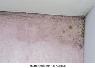 Mold and moisture buildup on pink wall of a modern house.