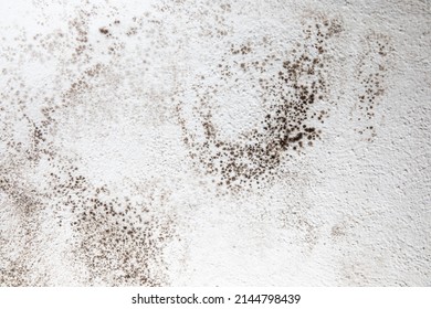 Mold, mould, mildew or fungas on the white surface of a wall in an interior room. - Shutterstock ID 2144798439