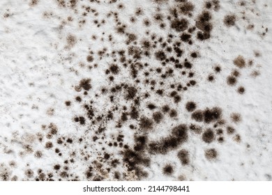 Mold, mould, mildew or fungas on the white surface of ceiling in an interior room.