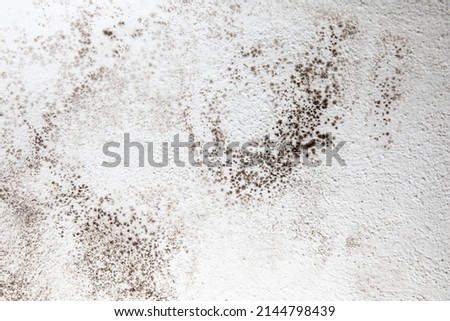 Mold, mould, mildew or fungas on the white surface of a wall in an interior room.