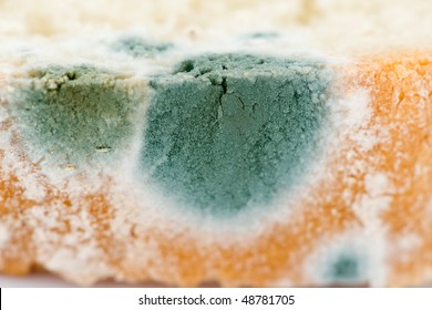 Mold on bread