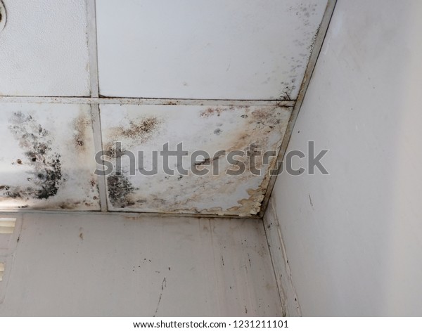 Mold On Ceiling Caused By Water Stock Photo Edit Now