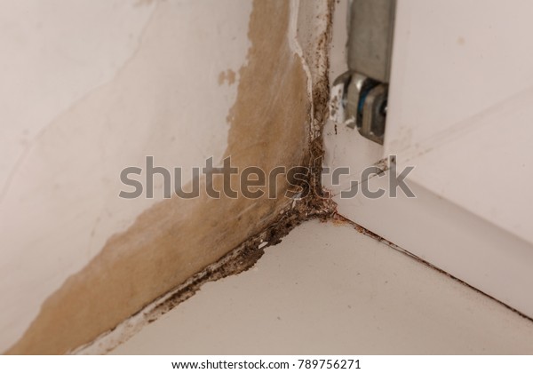 Mold On Damp Window Sill Stock Photo Edit Now 789756271