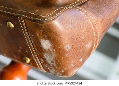 Mold On Old Brown Leather Bag, Fungus On Leather Bag