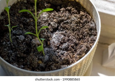 Mold On Soil Soil, Selective Focus