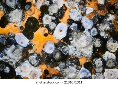 Mold on the surface of the pumpkin