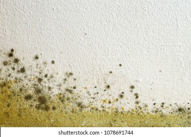 Mold On The Wall