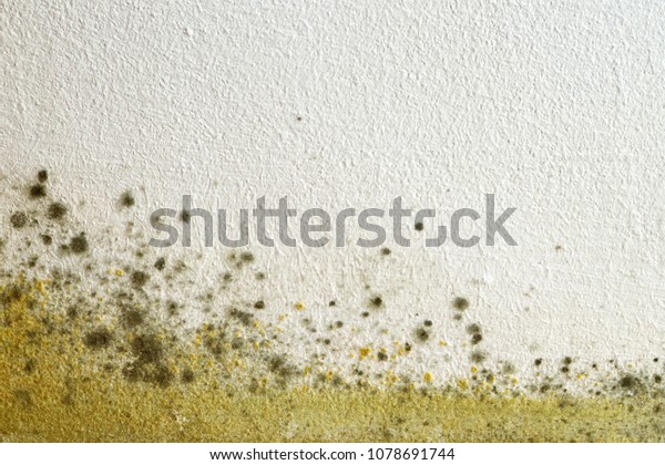 Mold on the\
wall