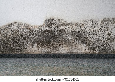 mold on the wall of an apartment