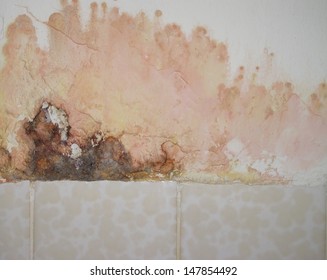 Mold on a wall in house 