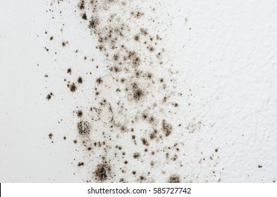 mold on a white wall - Shutterstock ID 585727742