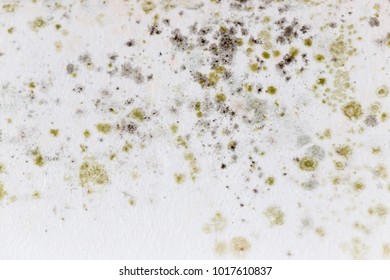 Mold on a white wall as a background